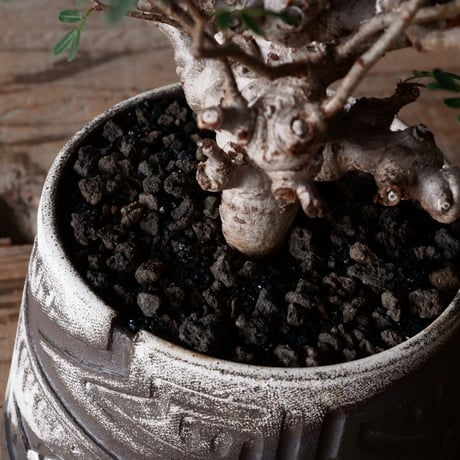 センナ メリディオナリス 輸入株 発根済［No.5］  × 根本峻吾 作品【  S.N POT type.cylinder「 雷電 / 月蝕 ver. 」 4.5号】笠間焼 植木鉢