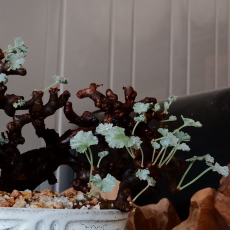 【低木】ペラルゴニウム ミラビレ［No.05］  ×   根本峻吾 作 S.N POT type.slim low「 月光ノ鐵」 6号 浅鉢 植木鉢