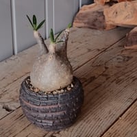 グラキリス φ8.5cm  - 象牙宮- ［No.87］  ×  松野然 【 ZEN 】3号 植木鉢