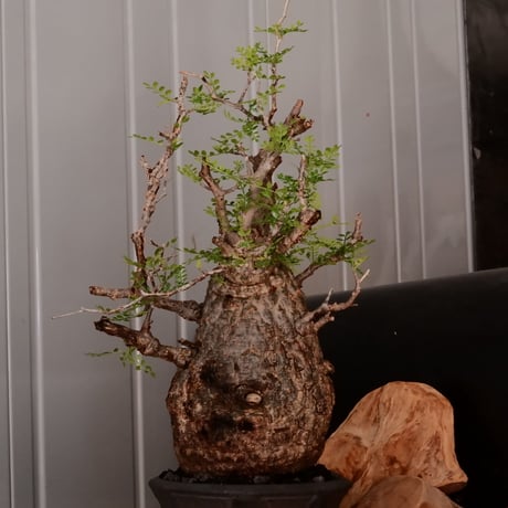 オペルクリカリア パキプス φ13cm［No.25］  × 磯部祐介 作品【 瓦 - kawara - "金剛"  】 5号 植木鉢 笠間焼
