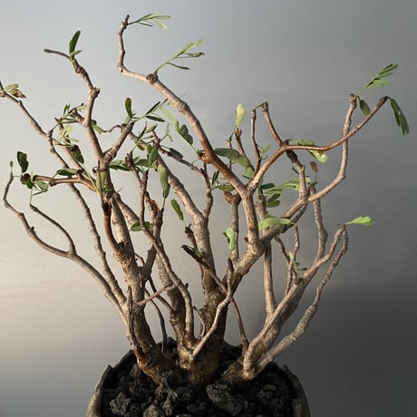 発根済 センナ BS-09  × S.N.Pot " 鎬丸"- crown - 3号鉢 ［作家  "根本峻吾"］