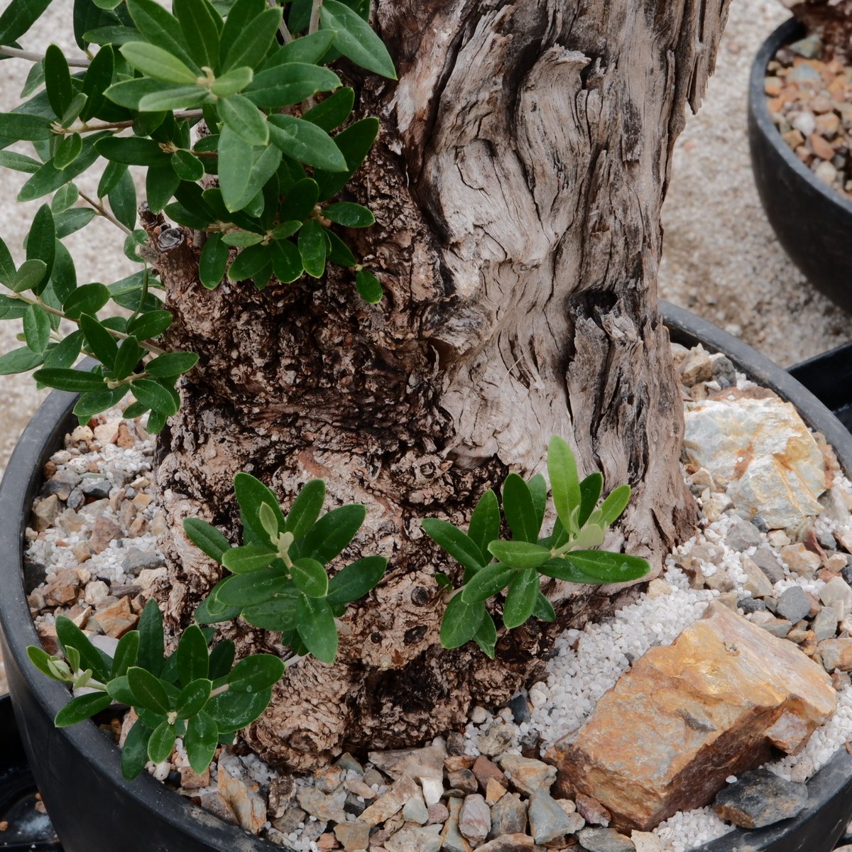 【現品】オリーブの古木　大株　30号相当 現品】オリーブの古木大株30号相当