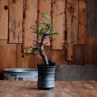 コミフォラ モンストローサ［No.23］  ×  磯部祐介 作「 瓦 - kawara - 闇堕ち tall ver.」3号 植木鉢 笠間焼