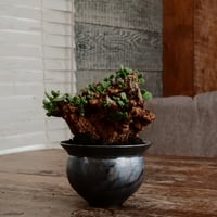 ケラリア ピグマエア［No.45］  ×   坂本新 作「 LUSTER OVERGLAZE - black opal - S  」植木鉢 笠間焼