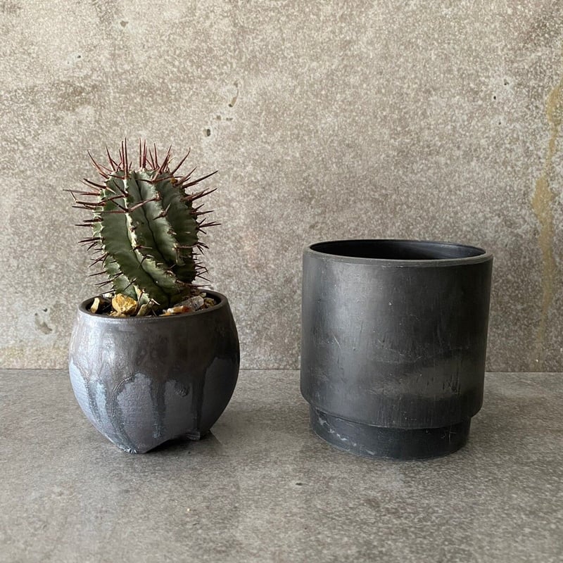 EU輸入 ユーフォルビア ホリダ 強棘 No.05 × 円 - en - 