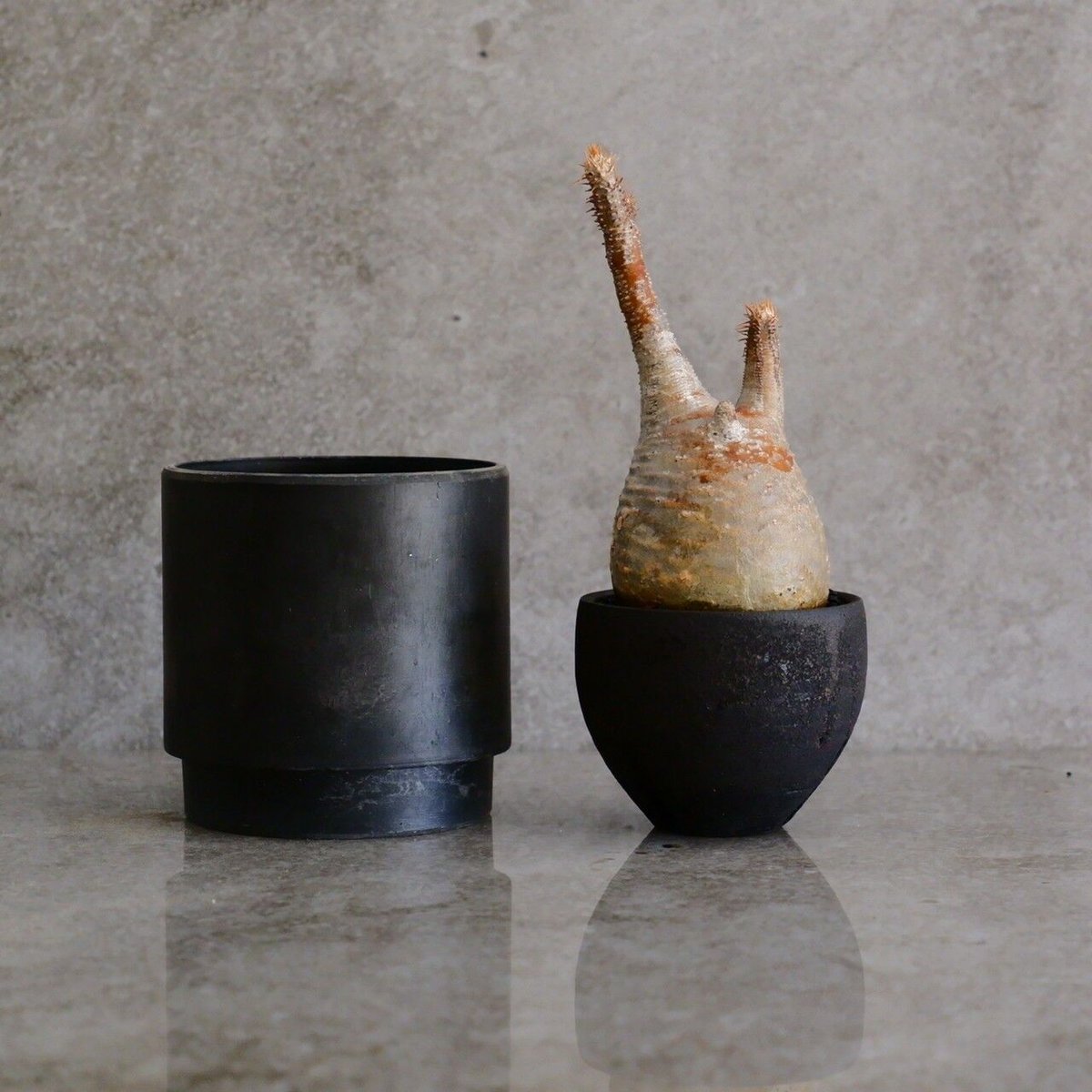 グラキリス 現地球 まん丸 作家鉢 沼野秀章 グラキリス φ8cm - 象牙宮