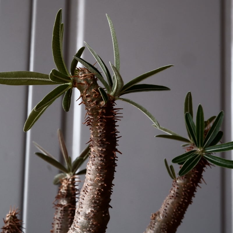 グラキリス φ8.5cm - 象牙宮-［No.45］× 根本峻吾 作 S.N POT type