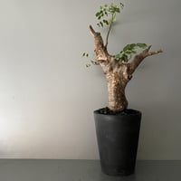 発根済 デロニクス プミラ BDP-03