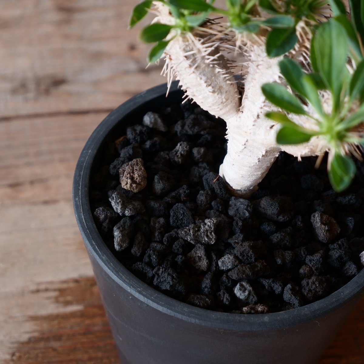 ユーフォルビア ギラウミニアナ 輸入株［No.49］ 4号鉢