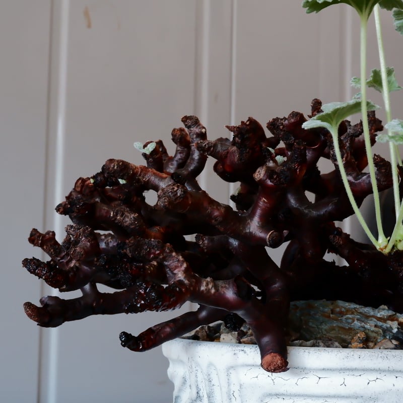 ペラルゴニウム ミラビレ　ベアルート　状態良好 発根成功】ペラルゴニウム・ミラビレの発根管理｜初心者でも成功