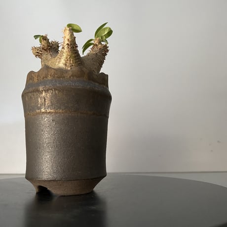 発根済 超チビ マカイエンセ 魔界玉 現地株 BG-137 × S.N.Pot - crown - 2号鉢 ［作家  "根本峻吾"］