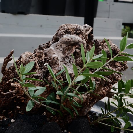 Old Olive 古木オリーブ［No.01］× 根本峻吾 作品【 S.N POT type.slim - low「 迅雷 」φ25cm 】植木鉢  笠間焼