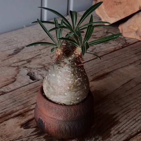 グラキリス φ6cm - 象牙宮 -［No.121］  × 磯部祐介 作「 匣 - kou - 」2号 植木鉢 笠間焼