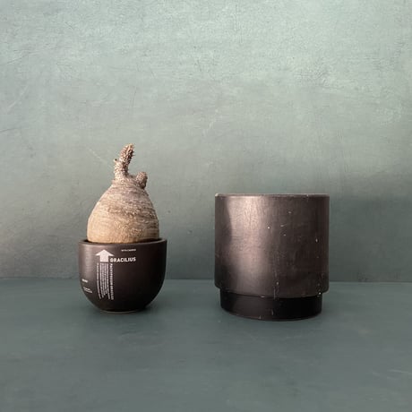発根済 小卵 グラキリス VAG-01 × VALIEM BOWL (グラキリス専用鉢) XS  / Black