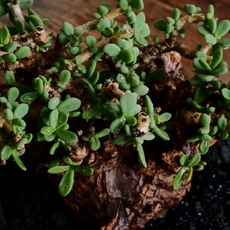 ケラリア ピグマエア 発根済［No.19］  ×  4.5号 植木鉢