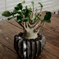 《美形》アデニウム アラビカム " ドワーフ " φ7cm［No.15］  ×  松野然 作 「ZEN」3.5号 植木鉢
