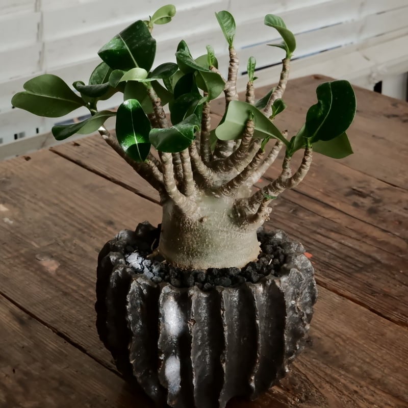 美形》アデニウム アラビカム 