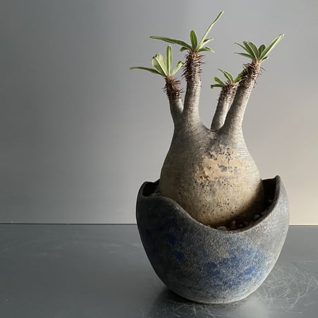 Gracilius × Shell Pot「Ibushi Gin」 - 笠間焼  - D16