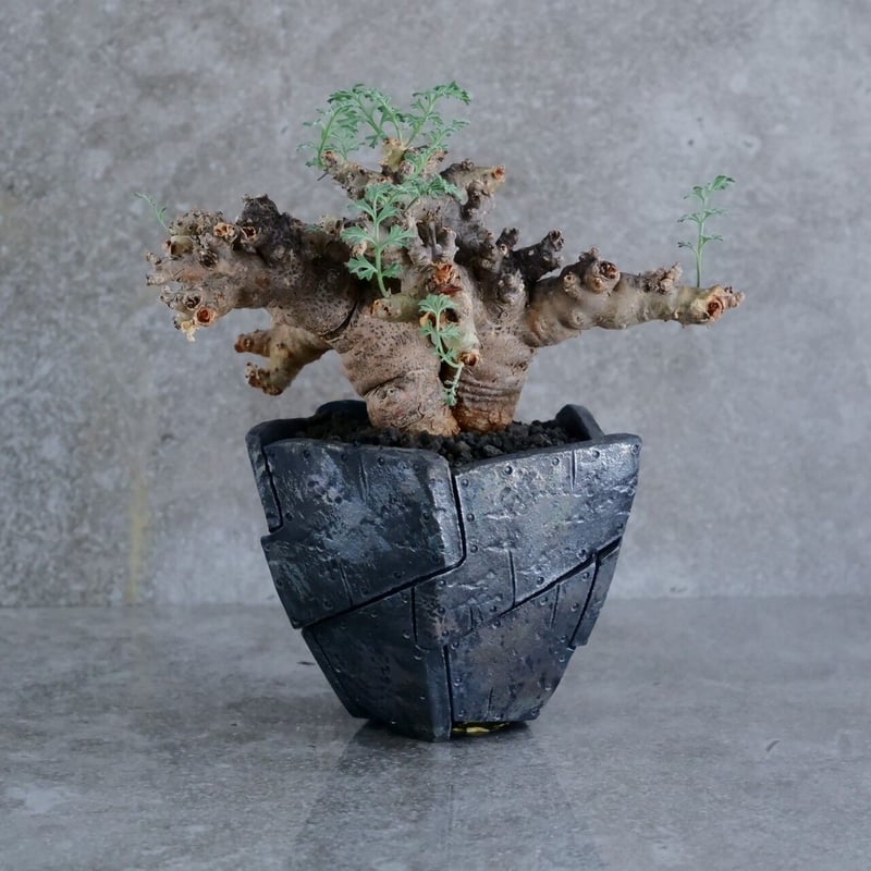 ペラルゴニウム・パラビフローラム ペラルゴニウム パラビフローラム No.22 × Rivet - 銀彩 - 五角 4号鉢［