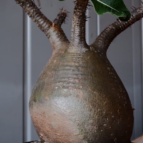 グラキリス φ10cm - 象牙宮 -［No.56］  ×    與那嶺大輔 作 「琉球飛鉋」3.5号 植木鉢
