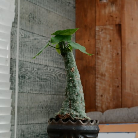 アデニア クリスタルグリーン［No.55］  ×   根本峻吾 作 S.N POT type.slim「 鐡 - 黒焔 - 」3号 植木鉢 笠間焼