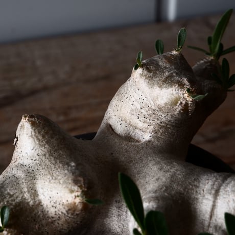 パキポディウム ブレビカリックス 輸入株 発根済［No.8］  × 根本峻吾 作品【 S.N POT type.cylinder「 鐡 / 堕天 ver. 」3.5号 】笠間焼 植木鉢
