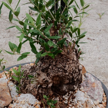 Old Olive 古木オリーブ［No.05］× 11号皿鉢(φ33cm)