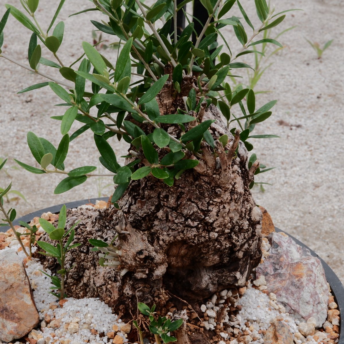 Old Olive 古木オリーブ［No.05］× 11号皿鉢(φ33cm) | Botanic