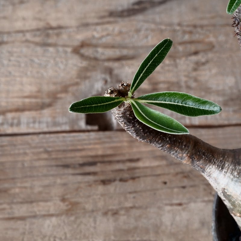 グラキリス φ9.5cm - 象牙宮 - ［No.42］ × 沼野秀章 作「 black