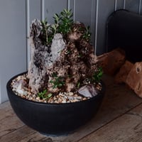 Old Olive 古木オリーブ［No.07］× 11号鉢 (φ33cm)