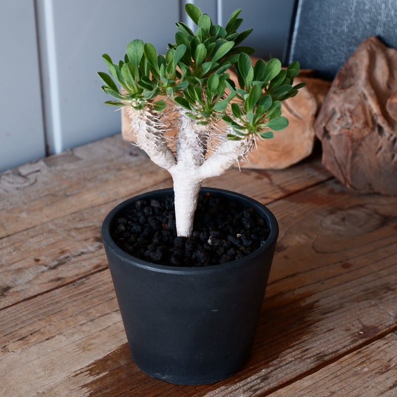 ユーフォルビア ギラウミニアナ 輸入株［No.50］ 4号鉢 | Botanical Holic