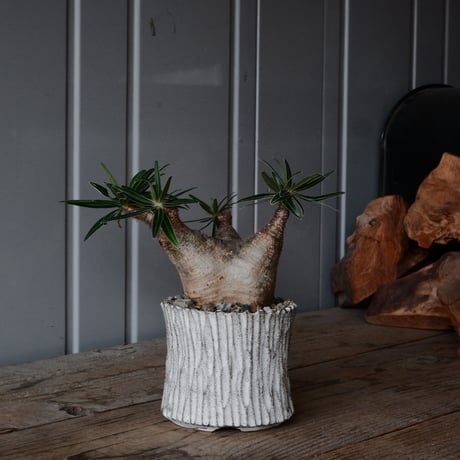 グラキリス φ7.5cm  - 象牙宮- ［No.78］  ×   根本峻吾 作 S.N POT type.slim「 月光ノ爪牙」3.5号 植木鉢 笠間焼