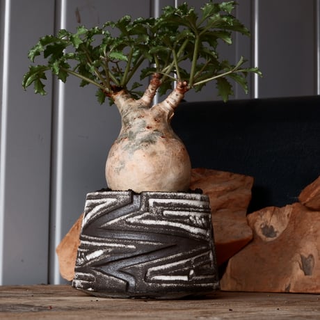 キフォステンマ ベティフォルメ ナローリーフ ソマリア産 輸入株［No.28］  × 根本峻吾 作品【 S.N POT type.slim「 雷電 / 月光 ver. 」3.5号 】笠間焼 植木鉢