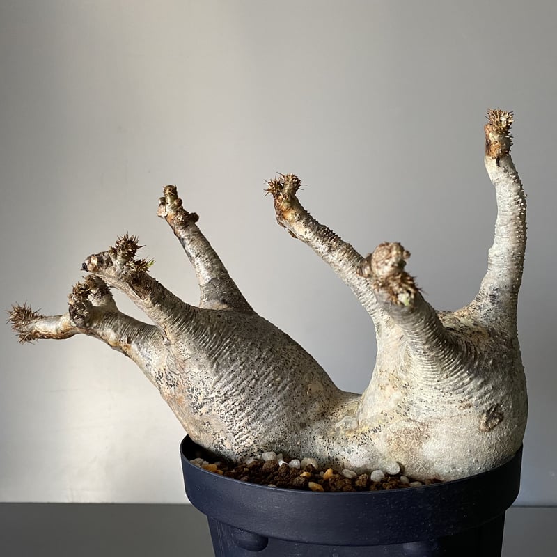 グラキリス多頭 発根管理中 現地球 多頭 マルチヘッド グラキリス 現地株 2021年2月輸入 発根管理中 BG