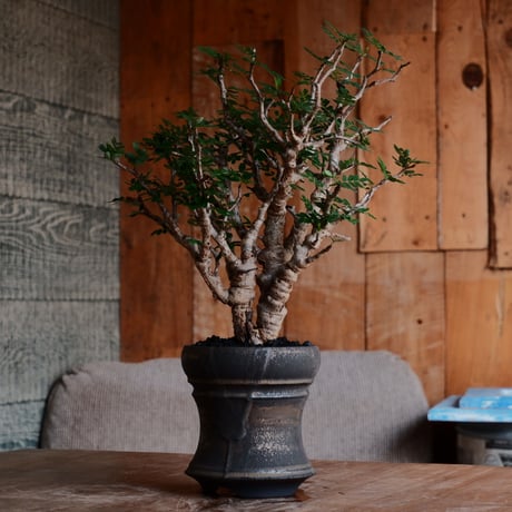 CATEGORY センナ メリディオナリス - Senna - | Botanical Holic