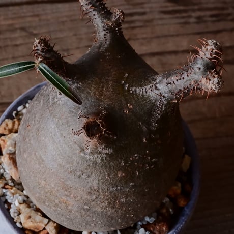 グラキリス φ8cm - 象牙宮 -［No.49］  ×   沼野秀章 作「 刻ム音 」3号 植木鉢 笠間焼