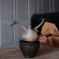 グラキリス φ8.5cm - 象牙宮 - ［No.48］  ×   沼野秀章 作「 black wrap 」3号 植木鉢 笠間焼3