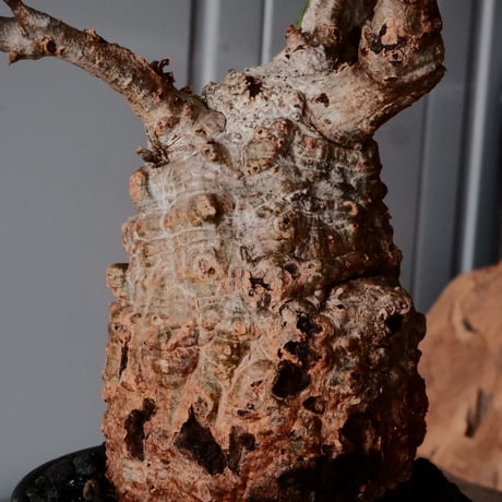 オペルクリカリア パキプス φ 7.5cm［No.15］  ×   沼野秀章 作「  black wrap 」3号 植木鉢 笠間焼