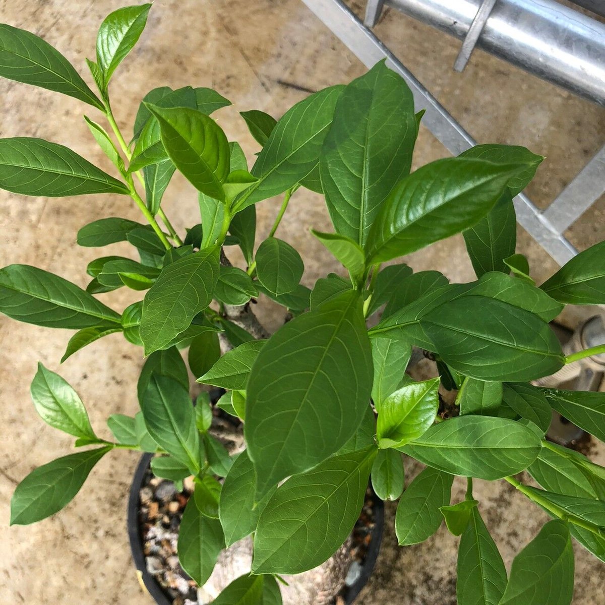 特大 バオバブ アダンソニア 変形タイプ / Baobab Adansonia［No.01］