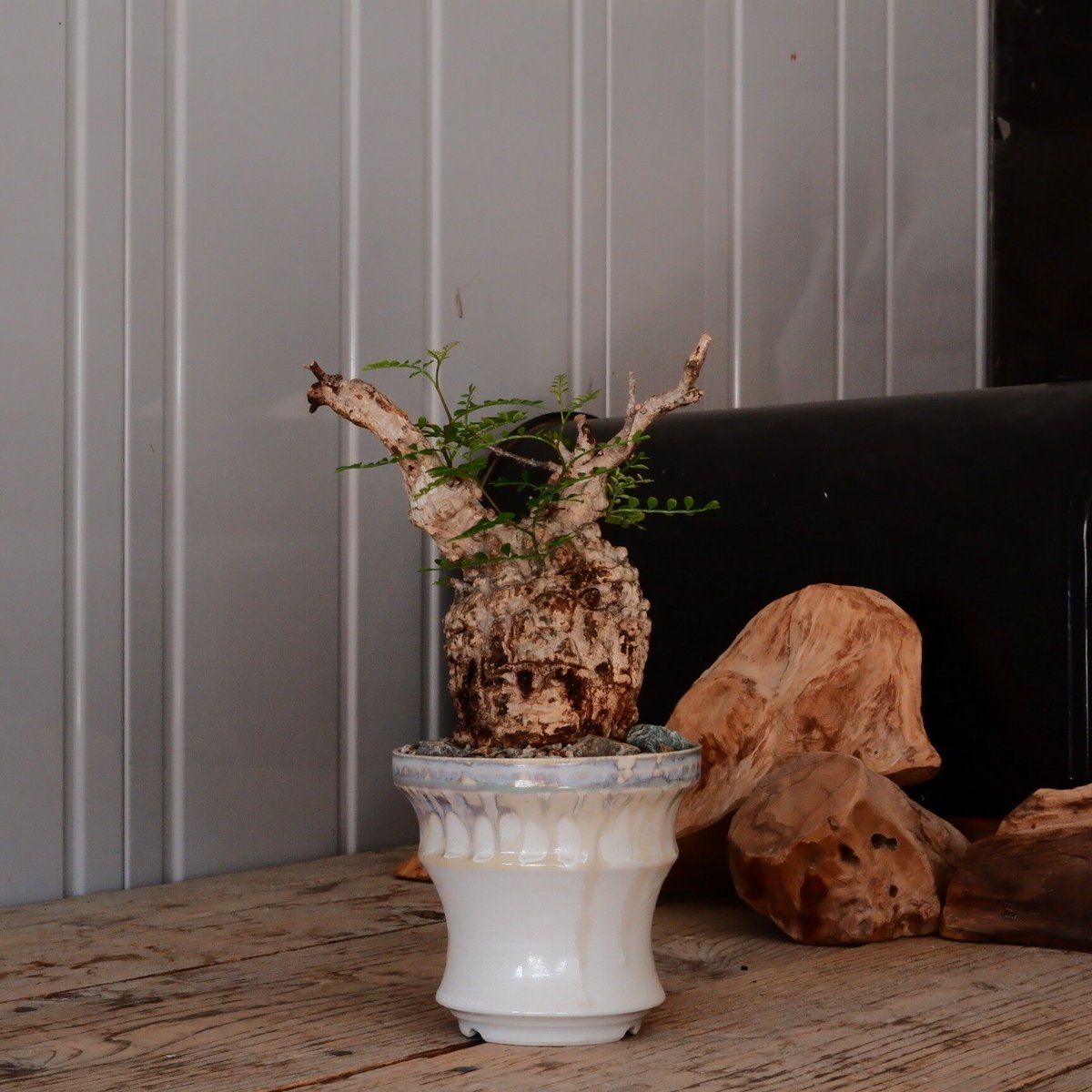 作家鉢3点セット(杉山悠、N/OH) 【公式通販】