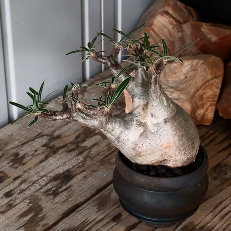 グラキリス φ9cm - 象牙宮 -［No.52］  × 磯部祐介 作「 匣 - kou - 」3号 植木鉢 笠間焼