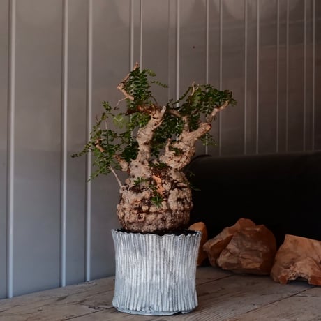 オペルクリカリア パキプス φ 13cm［No.03］  ×   根本峻吾 作 S.N POT  type.slim「 月光ノ爪牙 」 5号 植木鉢 笠間焼