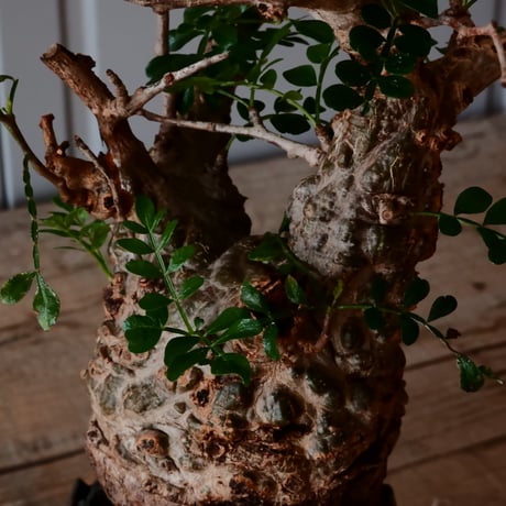 オペルクリカリア パキプス φ 7.5cm［No.35］  ×   根本峻吾 作 S.N POT type.slim「 鐡 - 黒焔 -」 3号 植木鉢