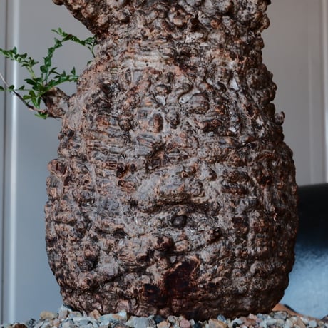 大株 オペルクリカリア パキプス φ 15cm［No.44］  ×   根本峻吾 作 S.N POT  type.cylinder-low「 月光ノ鐵 」 7号 植木鉢