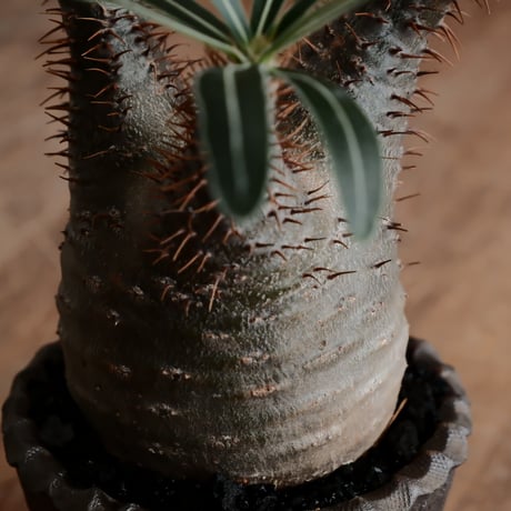 発根済 グラキリス  - 象牙宮 - size S［No.221］  ×  與那嶺大輔 作 「琉球飛び鉋」3号 植木鉢