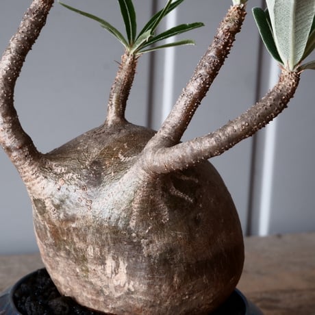 グラキリス φ10cm - 象牙宮-［No.50］× 坂本新 作 作品【 LUSTER BLACK 】3号 植木鉢 笠間焼
