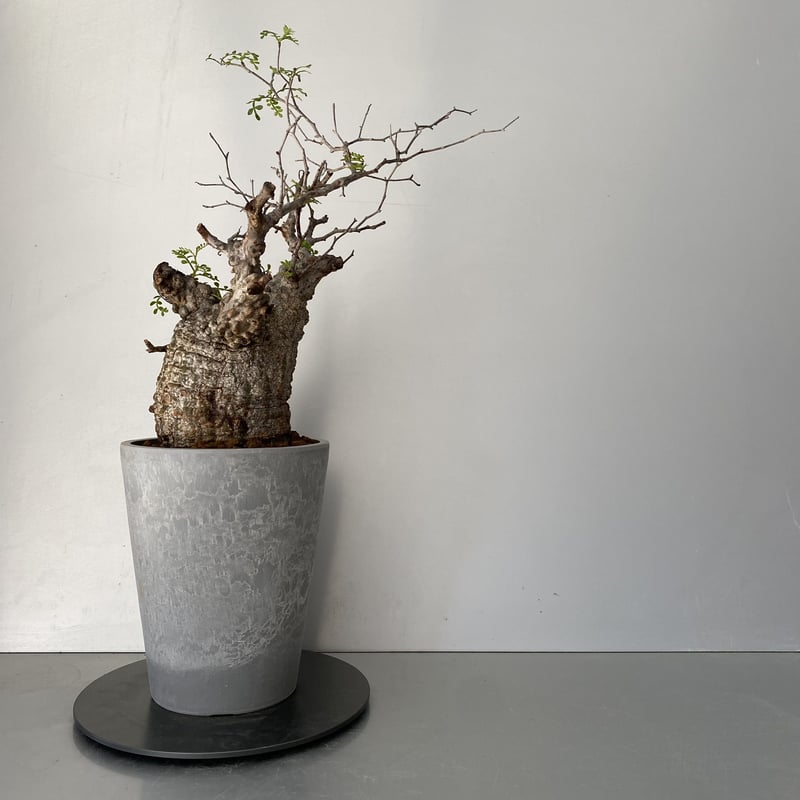 発根済 オペルクリカリア パキプス P05 | Botanical Holic