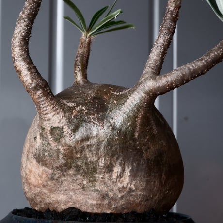 グラキリス φ10cm - 象牙宮-［No.50］× 坂本新 作 作品【 LUSTER BLACK 】3号 植木鉢 笠間焼