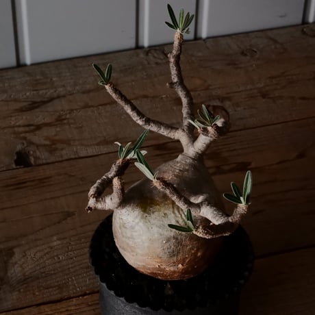 グラキリス φ10.5cm  - 象牙宮 -［No.230］  × 沖誠 作「  Narrow Border / shallow cylinder」 4.5号 植木鉢 笠間焼