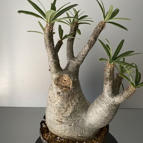 発根済  中ぶり 分頭 グラキリス BG-193 × S.N.Pot "丸"- crown - 5号鉢 ［作家  "根本峻吾"］